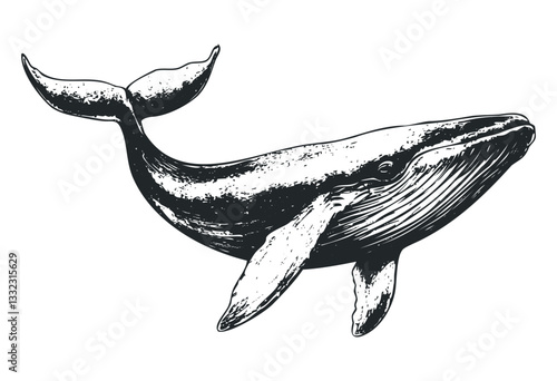 Vintage humpback whale illustration with detailed features. Vector retro hand drawn illustration