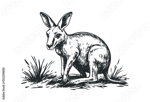 Detailed sketch of a kangaroo surrounded by grass. Vector retro hand drawn illustration