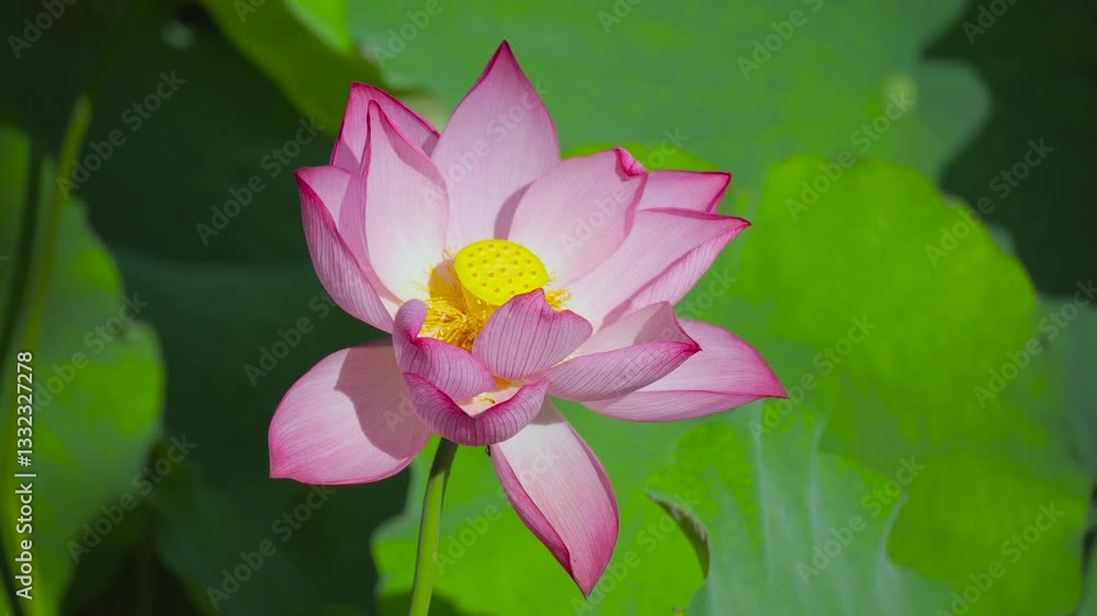 4k Video of Summer Aesthetic Featuring a Mirror-Like Pond With Blooming Lotus Flowers Surrounded by Lush Green Lotus Leaves 4k Video of Summer Aesthetic Featuring a Mirror-Like Pond With Blooming Lotus Flowers Surrounded by Lush Green Lotus Leaves