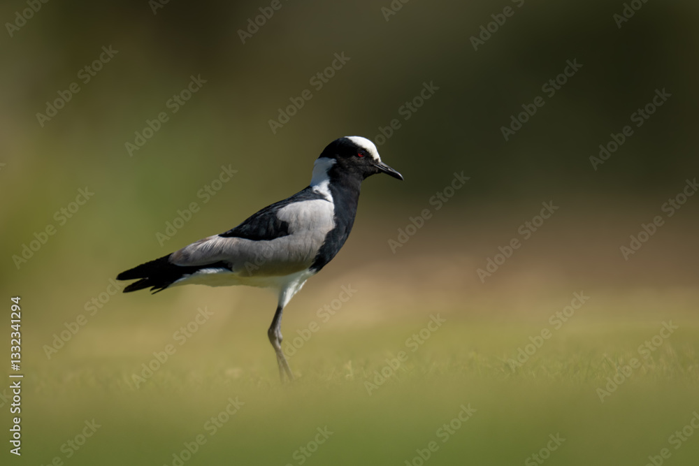Blackmith lapwing on short grass in sunshine Blackmith lapwing on short grass in sunshine