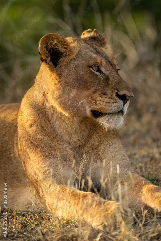 Fototapeta premium Close-up of female lion lying on grass