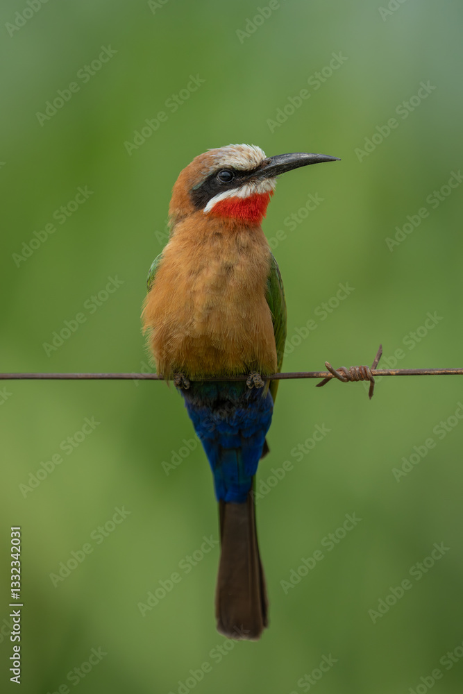 Fototapeta premium White-fronted bee-eater on barbed wire turns head