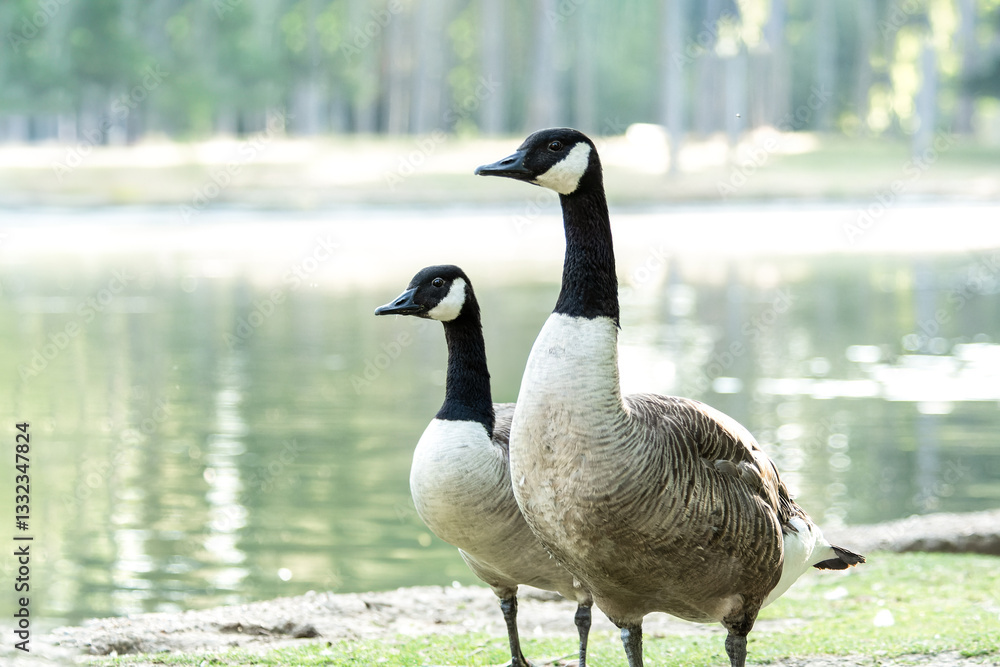 Obraz premium Couple de bernaches du Canada (Branta canadensis) au bord de l'eau