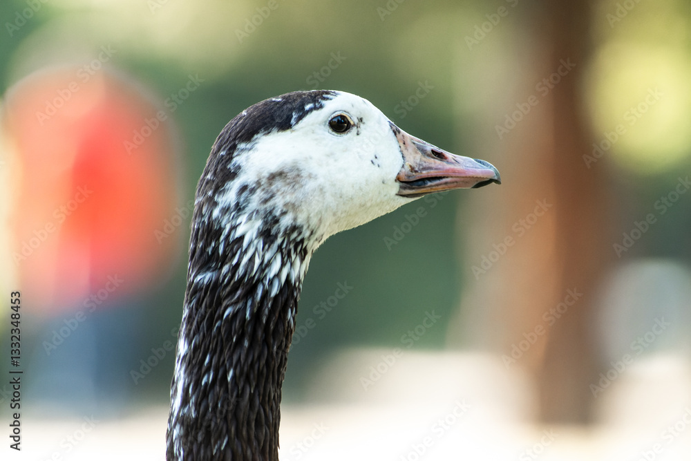 Obraz premium Hybride Oie cendrée x Bernache du Canada (Anser anser x Branta canadensis)