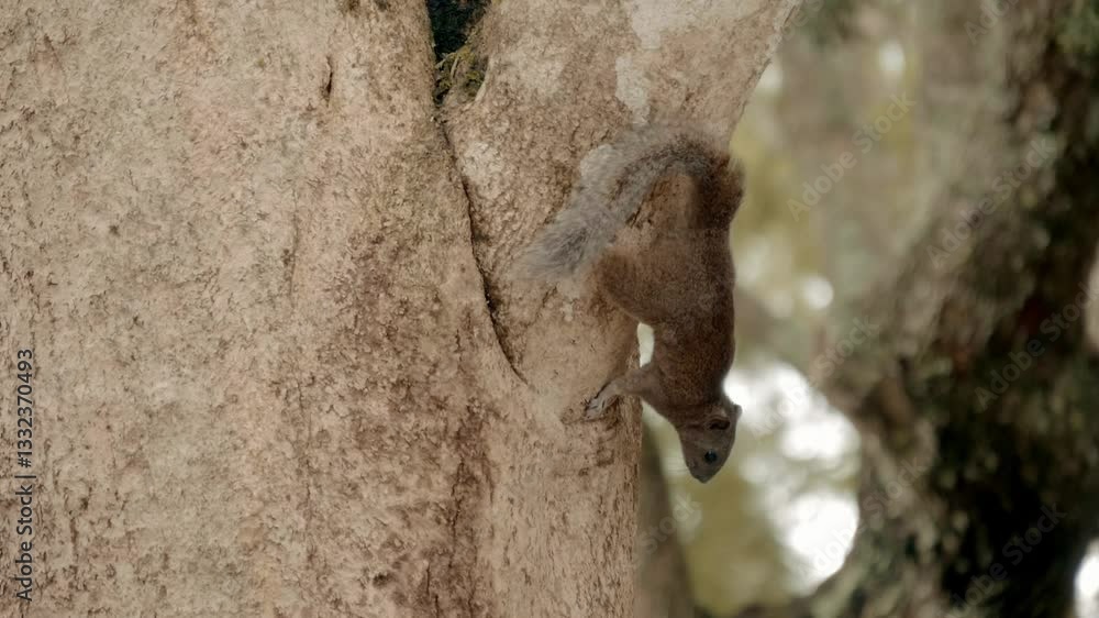 The squirrel nimbly runs along the tree trunk, goes down and takes food from the feeder. Closeup. Slow mo, slow motion, high speed camera, 200fps The squirrel nimbly runs along the tree trunk, goes down and takes food from the feeder. Closeup. Slow mo, slow motion, high speed camera, 200fps