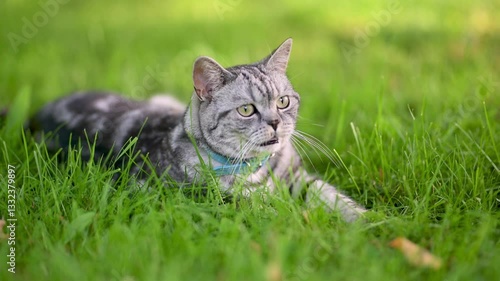 British shorthair silver tabby cat having rest on a lawn in a back yard on a bright summer day. Slow motion footage of a young domestic cat having fun outdoors in a garden or a back yard.
