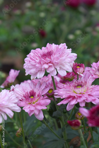 Beautiful Pink red chrysanthemum flowers closeup in the winter garden, Closeup of Chrysanthemum flower, Field of the Pink red Chrysanthemum, Beautiful Pink red flower blooming in nature.