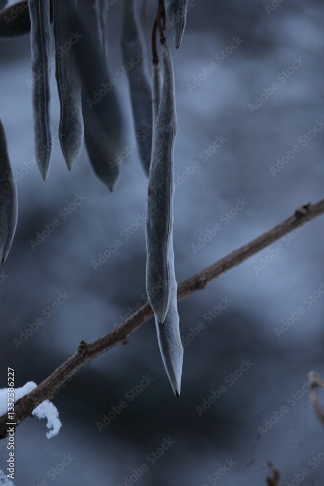 Obraz premium hiver 2024 Normandie