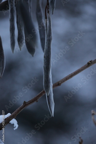 hiver 2024 Normandie