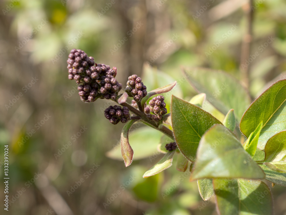 branch of lilac branch of lilac