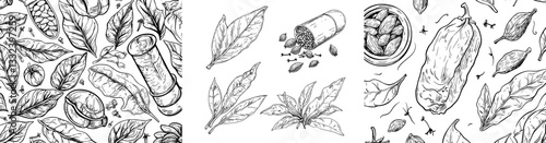 Vintage illustrations of herbs and spices, presented as a modern collection of hand-drawn plant sketches