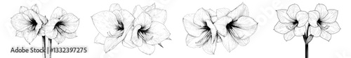 The Lilly amaryllis hippeastrum is depicted as a blooming flower object in isolation, presented in a black and white outline sketch that is a hand drawing, characterized by a detailed modern design