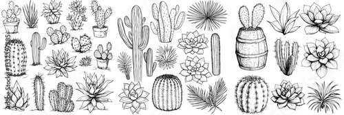 Draw succulents in a sketchy manner, as depicted in modern illustrations