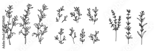 Modern sketch illustration of hand drawn spicy herbs, including thyme