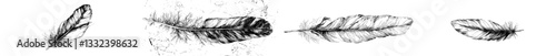 A lost bird's outer element, the feather, is showcased in a hand-drawn modern, with the fluffy feather being one of the most complex integumentary structures found in vertebrates, presented in a