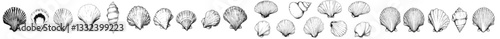 A vintage-style illustration featuring an assortment of hand-drawn realistic seashells on a blue background, showcasing various mollusk forms including spirals, cones, and scallops