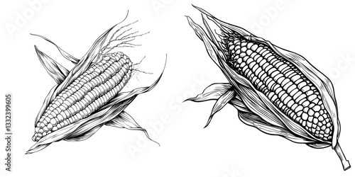 This hand-drawn corn illustration set boasts a modern, isolated design on white, suitable for various applications