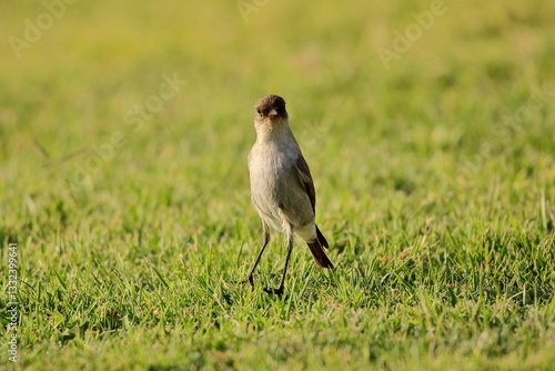 Dormilona tontita en el pasto. Muscisaxicola maclovianus -  Dark-faced ground-tyrant