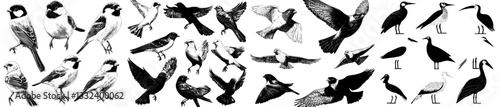 Modern illustration features a set of engraved sketches of various bird species, including flying cardinal, sparrow, pigeon, eastern bluebird, robin, and starling
