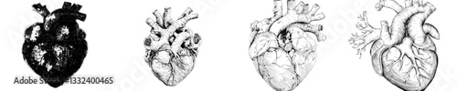 The human heart is depicted in a simple outline illustration, showcasing the organ's anatomy against a white backdrop in a minimalist black design