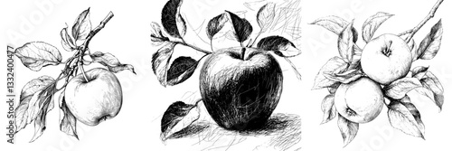 A contemporary assortment of manually drawn apples, presented as sketch illustrations set against a white backdrop, reminiscent of vintage engraving styles, suitable for various design applications