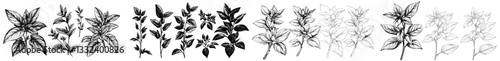 A sketch of peppermint is accompanied by a vintage engraving of mint leaves, branches, and flowers, along with hand-drawn illustrations of spearmint and melissa herbs