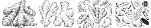 A collection of hand-drawn doodles featuring Ginger, including roots and slices, is showcased in a black line sketch style, highlighting various herbs and spices isolated on a white background
