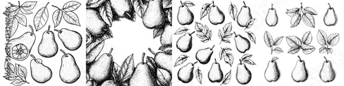 A contemporary assortment of pear drawings, featuring hand-drawn sketches of fruits and leaves in a vintage style engraving