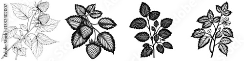 A hand-drawn strawberry leaf illustration in ink is presented as a modern line drawing on a white background, suitable for various design applications