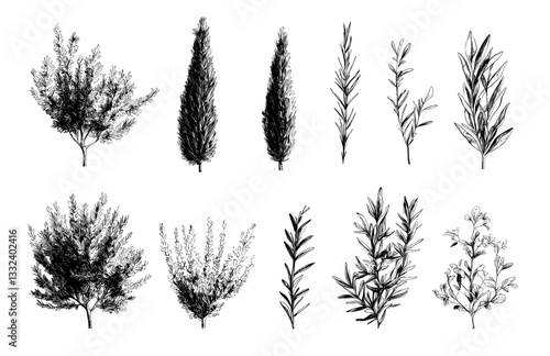 Silhouettes of grass, shrubs, and trees outlined using plant elevation lines