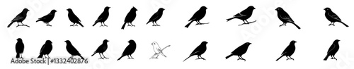 Illustration of birds in different positions. Bird perched on a branch, sketched by hand in black on a white background. Animal silhouette