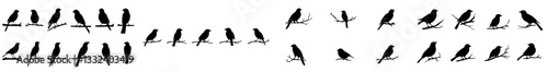 Icons of songbirds sitting on tree branches. Various types of songbird silhouettes. Representing nature and serenity. Signaling the freedom and balance of wild life. A modern, black and white,