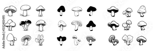 Hand-drawn illustrations of modern oyster mushrooms in black and white - oyster mushrooms isolated against a white background