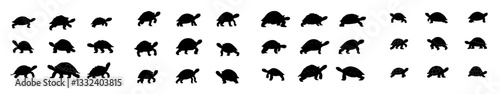 Tortoise silhouette. A collection of tortoises walking in various poses. Tortoise silhouette on a white background