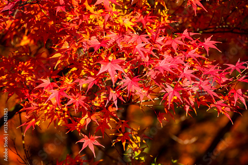 Colourful maple leaves in autumn season color when the leaves change colorful of is in the park, green, yellow, orange and red discoloration
