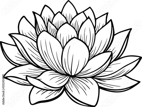 lotus flower handdrawn vector