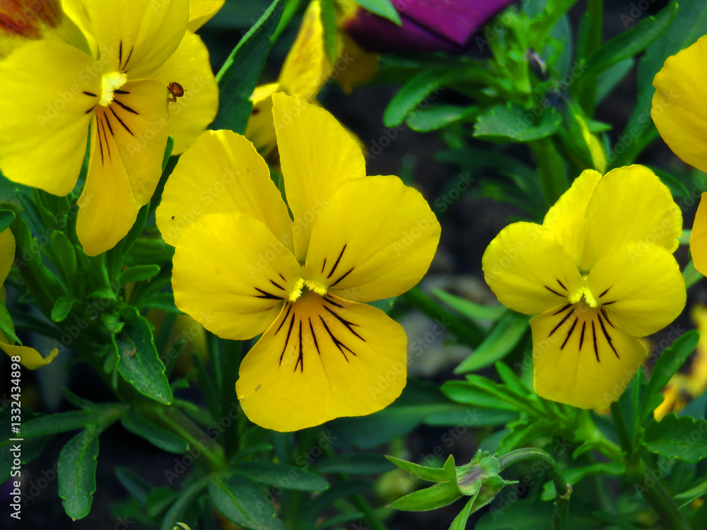 A cluster of wild pansy (Viola tricolor) flowers in full bloom, showcasing their delicate yellow and white petals with dark markings. These vibrant blossoms thrive in lush green foliage. A cluster of wild pansy (Viola tricolor) flowers in full bloom, showcasing their delicate yellow and white petals with dark markings. These vibrant blossoms thrive in lush green foliage.