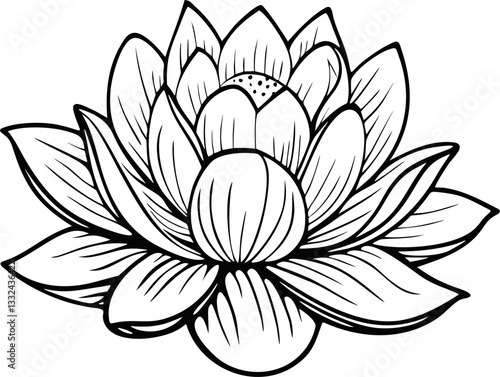 vector illustration of lotus flower handdrawn
