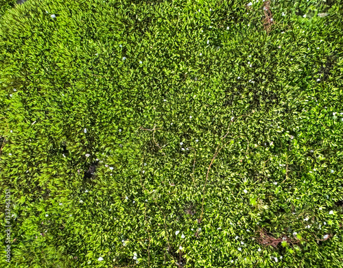 Quadro su tela Green moss grown fertile on a weathered cement stone background