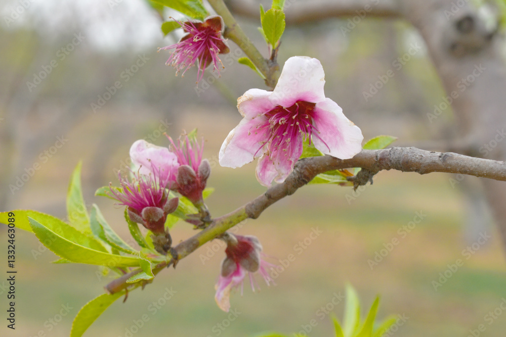 Obraz premium Beautiful Pink Peach Blossoms in a Garden, Pink Peach Flowers Blooming on Peach Tree, Beautiful peach flowers close up - as background, Flowering branch of fruit flower closeup