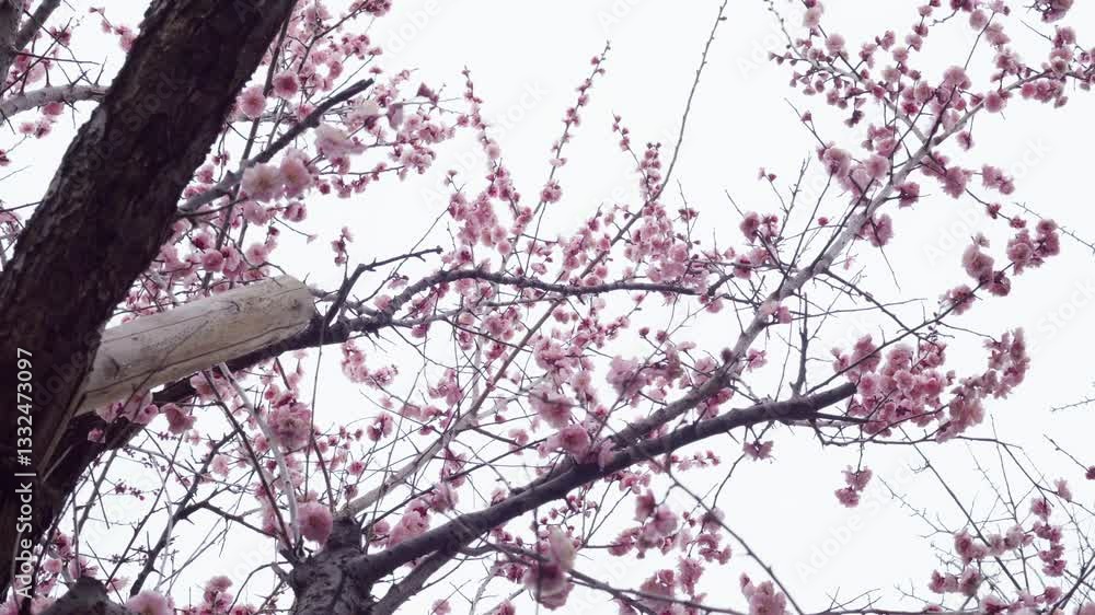 空に向かって咲く梅の花の映像素材 空に向かって咲く梅の花の映像素材
