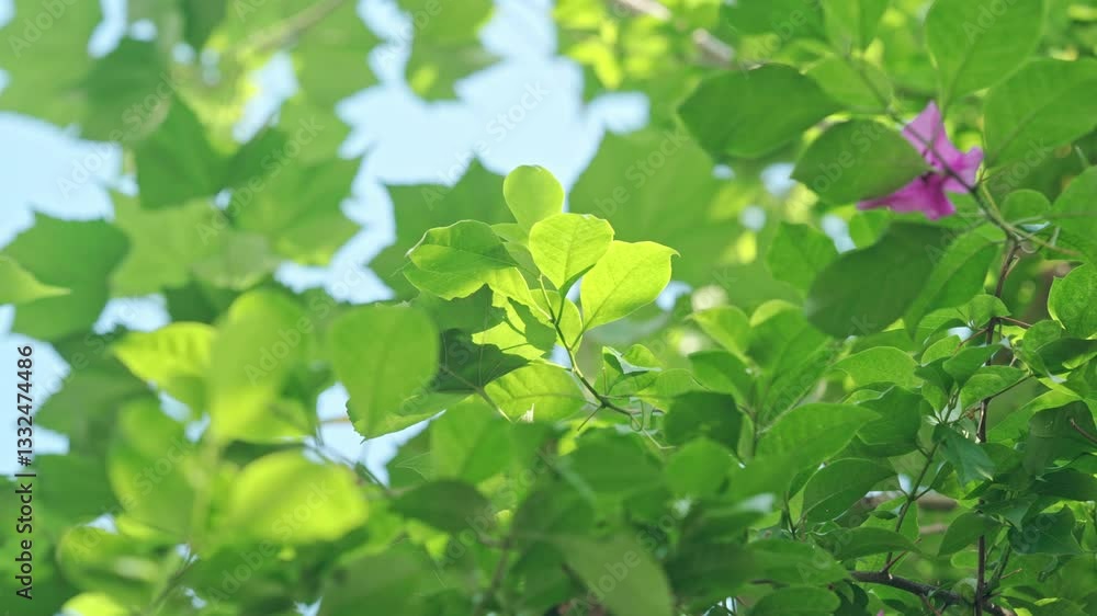 4k Video of Vibrant Greenery and Lush Leaves Basking in the Early Summer Sun in a Serene Outdoor Setting 4k Video of Vibrant Greenery and Lush Leaves Basking in the Early Summer Sun in a Serene Outdoor Setting