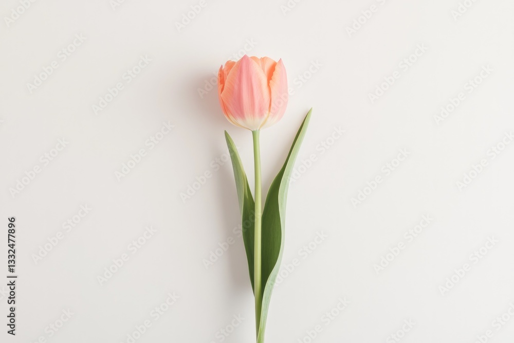 single vibrant tulip stem stands gracefully against pure white backdrop emphasizing its delicate petals inviting attention single vibrant tulip stem stands gracefully against pure white backdrop emphasizing its delicate petals inviting attention
