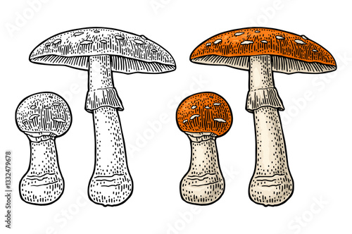 Amanita. Vintage color and monochrome vector engraving illustration isolated on white