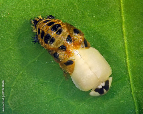 Multicoloured Asian lady beetle or Harlequin, Harmonia axyridis (Coleoptera: Coccinellidae). Emerging from pupa