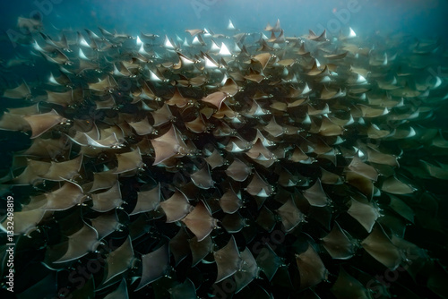 Tableau sur toile diving underwater with a Huge school of mobulas mobula munkiana in cortez sea en