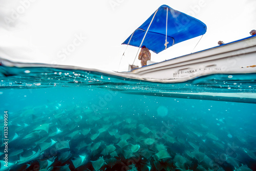 diving underwater with a Huge school of mobulas mobula munkiana in cortez sea ensenada de muertos baja de los sunos baja california sur Mexico