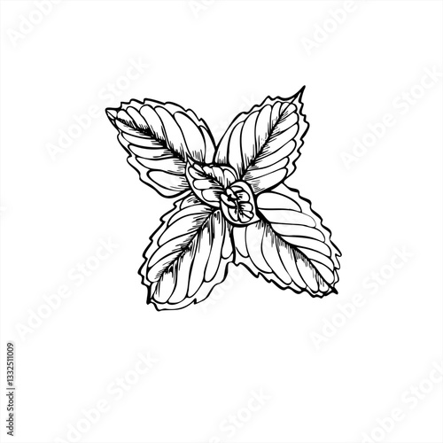 Fresh mint leaves or melissa herb line ink illustration in black and white. Aromatic peppermint graphic sketch. Floral monochrome flat for medicine flyer, label, banner, menu. Top view