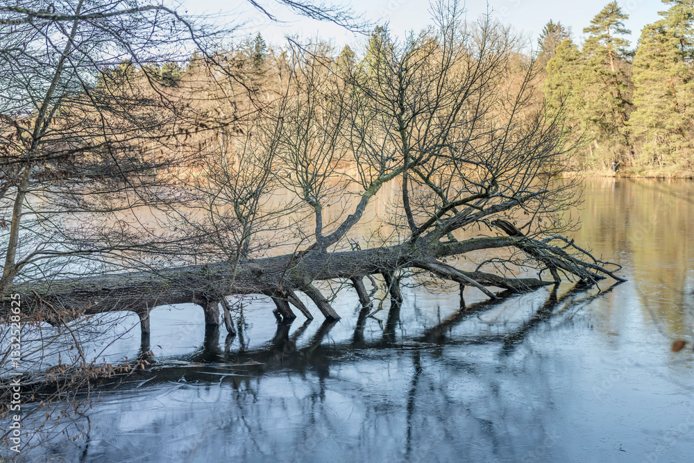 big tree collapsed in frozen lake at winter forest, Stuttgart, Germany