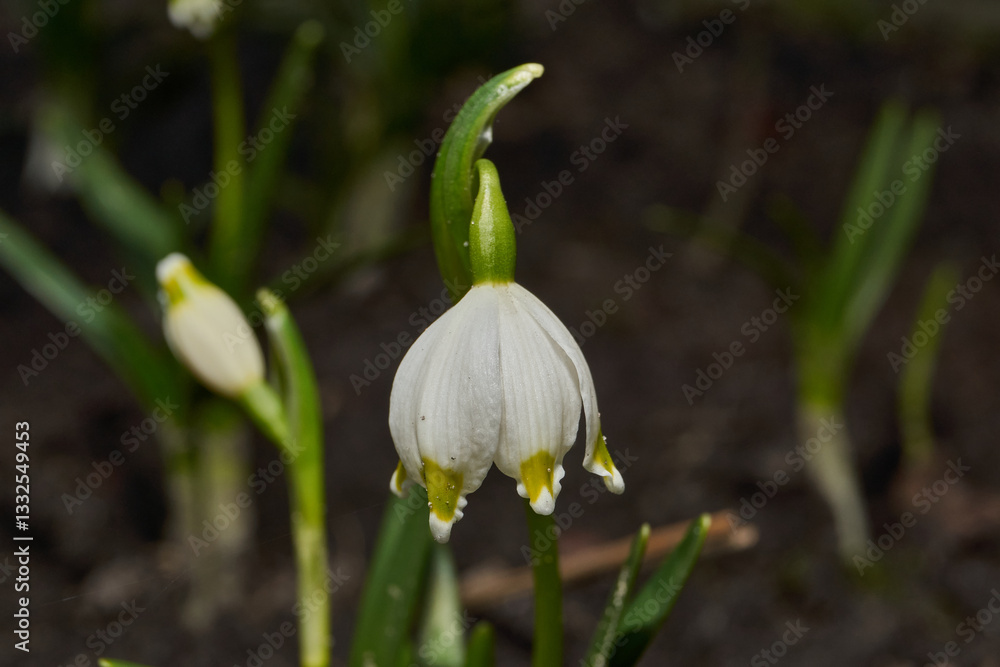 Obraz premium Spring snowflake is blooming. Spring snowflake (lat. Leucojum vernum) is a plant species of the genus Spring snowflake of the Amaryllis family (Amaryllidaceae).